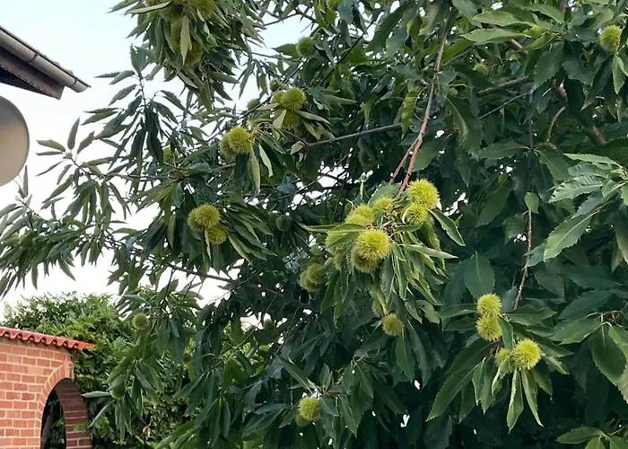 別荘 райска тишина